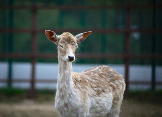 white deer