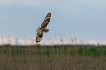 Hibou des marais, Hibou brachyote, Asio flammeus, Short eared Owl, region Pays de Loire; marais Breton; 85, Vendée, Loire Atlantique, France