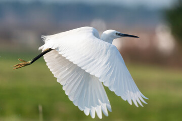 Aigrette garzette, .Egretta garzetta, Little Egret,