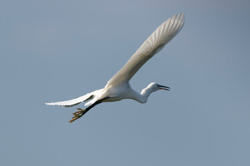 Obraz premium Aigrette garzette, .Egretta garzetta, Little Egret,