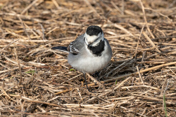 Bergeronnette grise,.Motacilla alba, White Wagtail