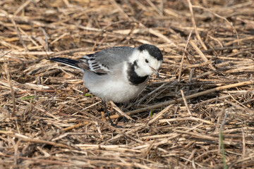 Bergeronnette grise,.Motacilla alba, White Wagtail