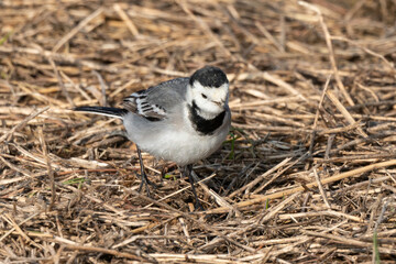 Bergeronnette grise,.Motacilla alba, White Wagtail