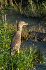 Bihoreau gris, Heron bihoreau,.Nycticorax nycticorax, Black crowned Night Heron, immature