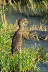 Bihoreau gris, Heron bihoreau,.Nycticorax nycticorax, Black crowned Night Heron, immature