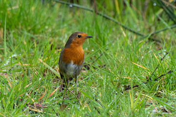 Rougegorge familier,.Erithacus rubecula, European Robin