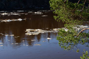 Naklejka premium chunks of ice floating in the river on a sunny spring day