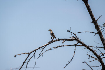 gray beautiful bird in natural conditions in a national park in Kenya