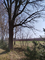 Alter kahler Baum am Feldweg im Frühjahr - 750756068