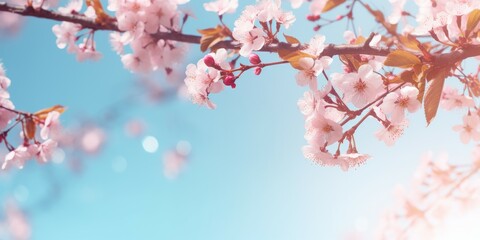 Blooming Cherry Tree Branch With Pink Flowers