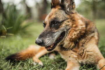 A German Shepherd walks freely and comfortably in the backyard - reliable security for a country house