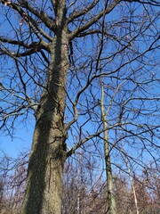 Symbiose eines alten Baumes mit einem jüngeren  - 750756810