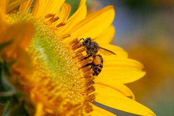 bee sipping nectar on yellow sunflower