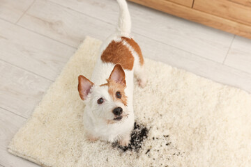 Cute dog near mud stain on rug indoors, above view