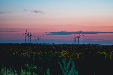 Generation of alternative form of clean energy using windmills in evening. Windfarms with arrays of...