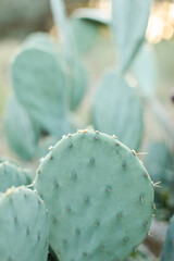 Prickly pear cactus with fruit.