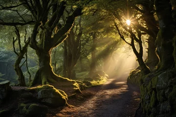 Foto op Plexiglas sun shining through trees in a forest © Maxim