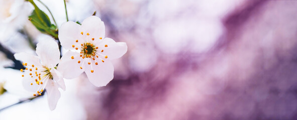 Blooming orchard. Spring background, banner with white flowering branches, soft selective focus, toned