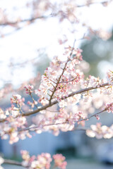 cherry blossoms