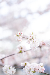 macro cherry blossom