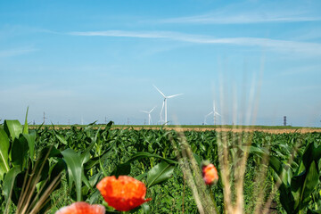 Windmills producing renewable source of energy on field against blue sky. Red flowers growing...