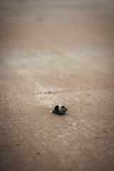 sea shell on the beach