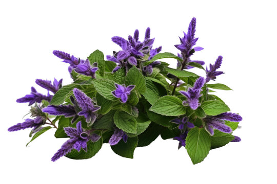 Bunch of Purple Flowers With Green Leaves. A cluster of vibrant purple flowers with lush green leaves creating a striking contrast in the garden. Isolated on a Transparent Background PNG.