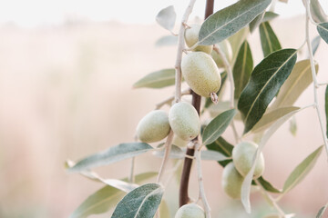 Olive tree in sunset. Beautiful fresh olive on the tree. Green vegetable