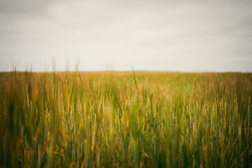 field of wheat