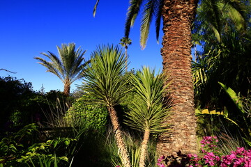Anima Garden is a botanical garden located on the outskirts of the city of Marrakech, Morocco.