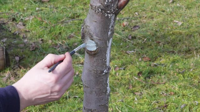 painting fruit tree wounds with ointment