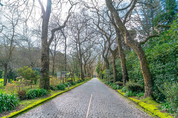 road surrounded by trees towards furnas in São Miguel-Açores-Portugal.2-2-2024
