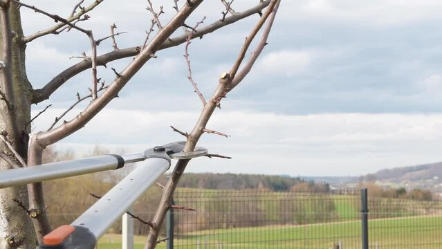 cutting branches of oat trees in spring in the garden