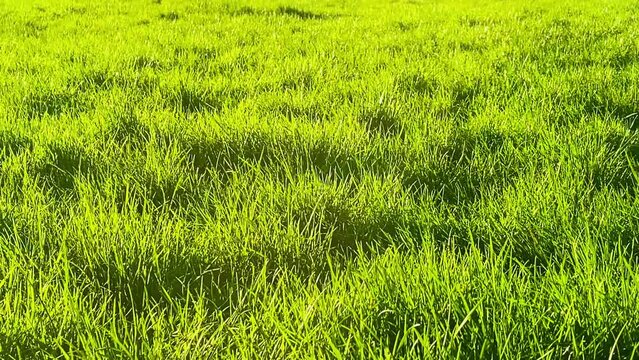 Verdant green grass bathing in the gentle glow of sunlight in the English countryside