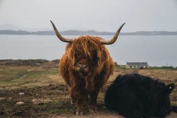 Photo sur Plexiglas Highlander écossais scottish highland cow