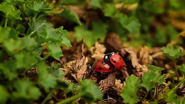 Ladybug on top of another ladybird. They stick together walking in nature. Love in spring.