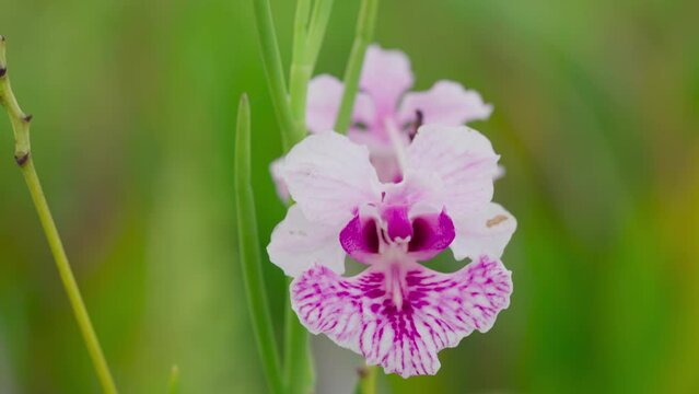 The exotic papilionanthe hookeriana or vanda orchid