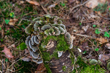 mushrooms on a tree stump
