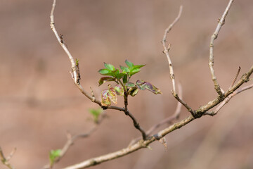 buds of a tree