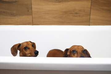 Cute dachshund dog sitting in the bath, dachshund dogs waiting for dog's paws washing 