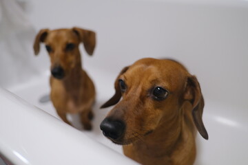 Cute dachshund dog sitting in the bath, dachshund dogs waiting for dog's paws washing 