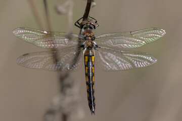 Common Baskettail dragonfly close up