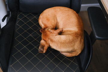 Cute dachshund dog having rest, dachshund dog puppy