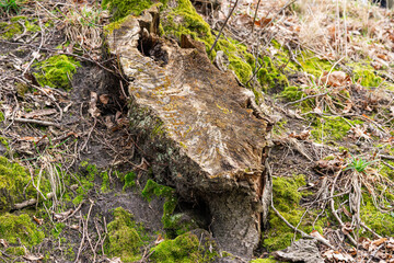 moss on a tree stump