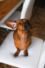 Cute dachshund dog having rest, dachshund dog puppy