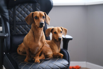 Cute two  dachshund dogs having rest, dachshund dog puppies