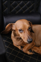 Cute dachshund dog having rest, dachshund dog puppy