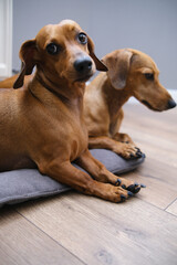 Cute two  dachshund dogs having rest, dachshund dog puppies