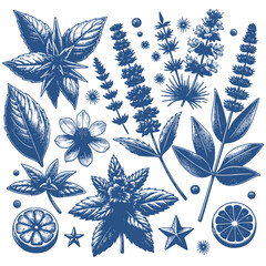 Botanicals Vintage Drawing Style