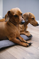Cute two  dachshund dogs having rest, dachshund dog puppies